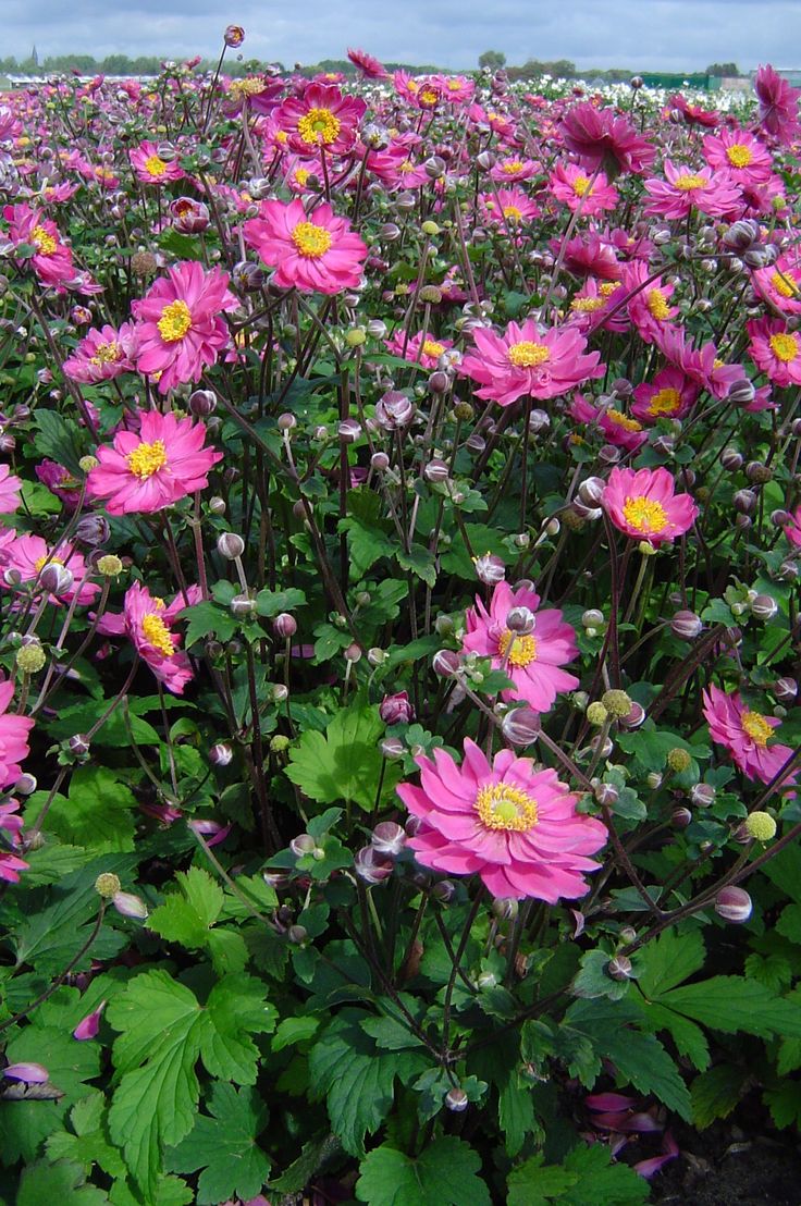 Anemone hupehensis var. japonica 'Pamina'